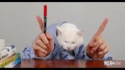 当代青年孤独症频发，猫医生教你如何积极应对