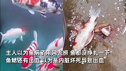 爱鱼肿胀连趴池底4天不爱动，主人为其剖腹看病后傻眼：满腹鱼卵