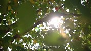 《时代影像》百年药企的风雨匠心路