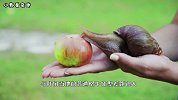 非洲“毁灭性”物种入侵我国，连水泥都吃，广东人都无从下嘴！