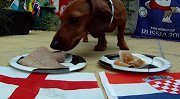 买定离手！香肠狗预测英格兰2-0格子军 萌宠玄学助力三狮？