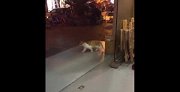 有没有人看出奇怪的东西？