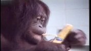 （家庭滑稽录像）大猩猩是如何做三明治的