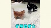 怨种铲屎官的迷惑操作，宠物生活太难了