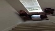 搞笑-20120326-美女玩的悲剧鸟1