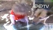 强悍狗狗和可怜小朋友抢水喝