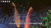 为何放生池那么小却不会被放满？把水抽干一看，眼前大物让人愣了