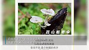 浙江丽水发布16个全球新物种，新面孔长啥样？
