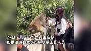 美女景区给猴子喂食反遭掌掴，人都被打懵了，景区：打疫苗可理赔