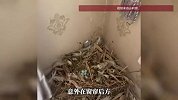 男子在空置一年的房子里，意外发现一个超大鸟窝：很惊喜，还有一窝鸟蛋