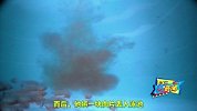 俗称“水中狼族”食人鱼并不吃人，动物频道主持人为你揭开谜底！