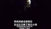母鸡被迫宿醉后忘了孵了2只小鸡，错把非亲生18只小鸡视为己出