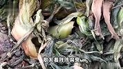 知名橄榄菜企业生产环境触目惊心：苍蝇乱飞，腐臭弥漫