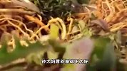 吃了这道菜大妈突然大口吐血！疾控紧急提醒，这些不能乱吃