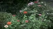 老人恶搞行驶车辆