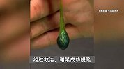 毒性胜砒霜！春节有人吃一口鱼胆抢救3天，医生提醒：警惕，发病速度很快