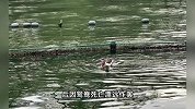 34岁男子持弹弓打死一只西湖野生鸳鸯，并试图打捞，官方通报