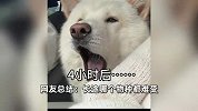 第一批回家的“毛孩子”已被春运长途爆改：上车前精神抖擞，坐车后判若两狗！