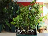 长寿花经常招虫？叶片几天被吃光？教你一招彻底解决虫害