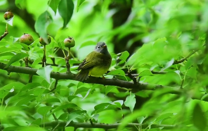 让鸟鸣声带你走进大自然