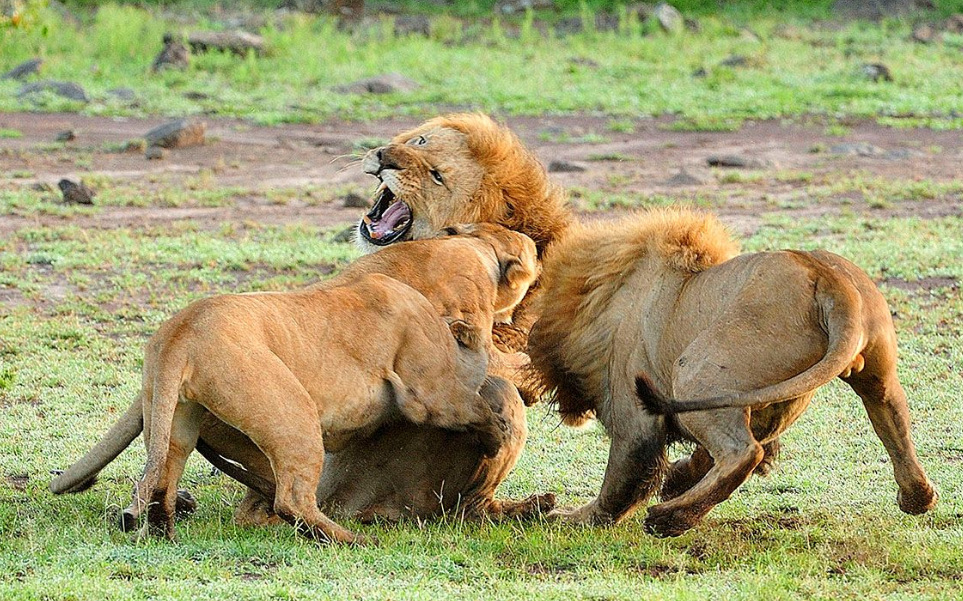 两只雄狮打成一团,一旁的母狮尴尬了,忍不住害羞着看完了!