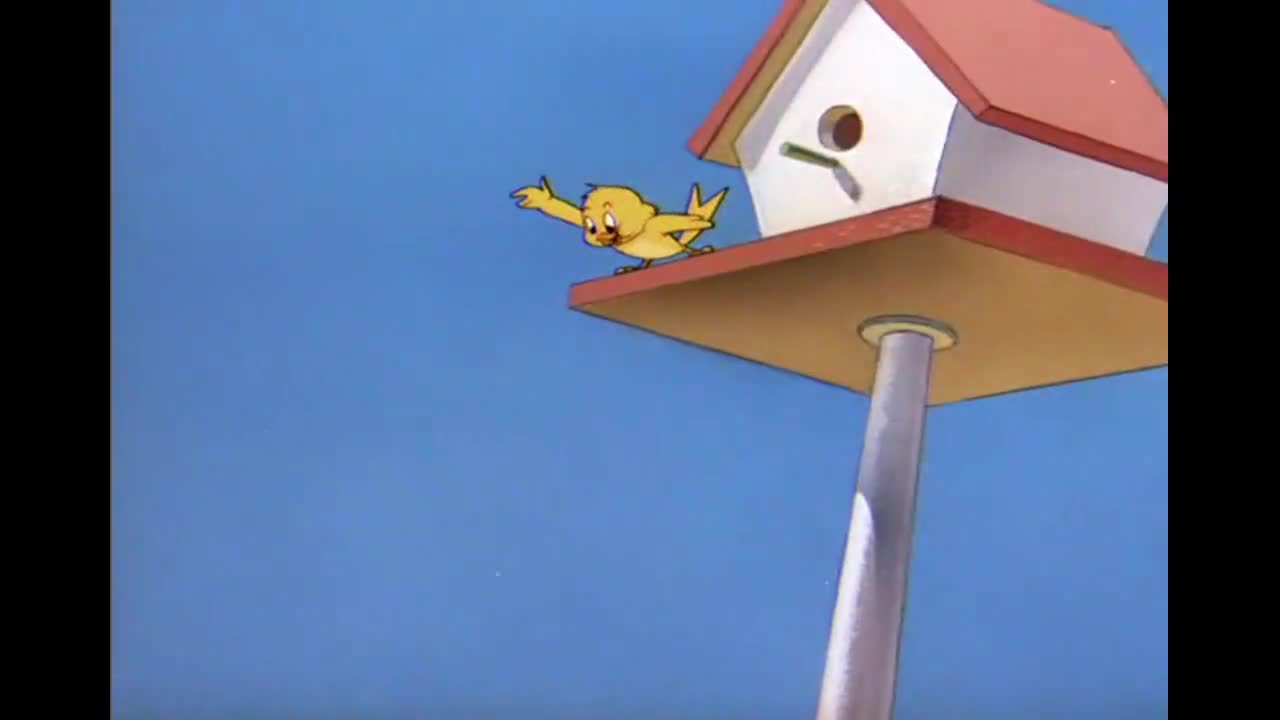 猫和老鼠:小鸟毁了汤姆飞翔的翅膀,汤姆掉到了树上