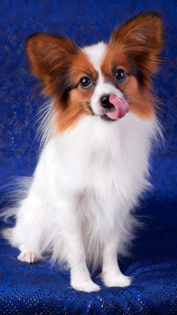 蝴蝶犬:智商相当于一个五六岁的孩子