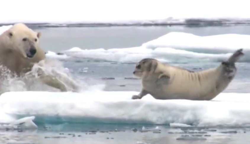 惊喜和北极熊谁先来