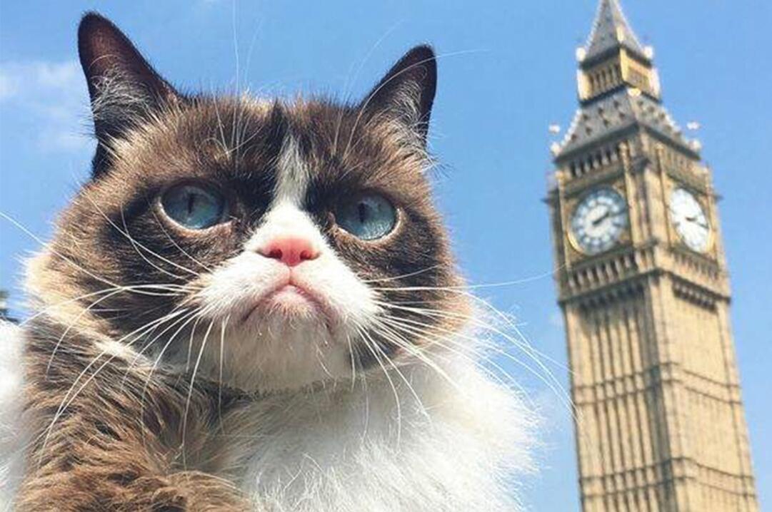 网红"不爽猫"离世!生前狂揽1亿美元,曾入驻杜莎夫人蜡像馆