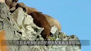 80米高的悬崖，镜头记录海象“集体坠崖”，看后久久无法回神！