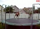 最牛狗狗蹦床表演-6月8日