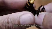养蜂人“辣手催蜂”，将马蜂“大肠”扯出，却是为它好？