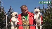 小白虎死死抱着饲养员不撒手，还发出撒娇般的吼声，画面太温馨