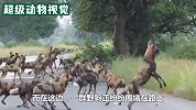 狒狒遇到野狗群，竟独自单挑10几条野狗，胆子太大了