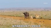 水牛单枪匹马对战5头狮子，打的它们瑟瑟发抖，结局让人意想不到