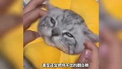 《猫咪的五个隐藏开关》你知道有什么吗？