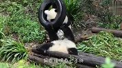 熊猫为了证明自己身材，当众表演钻轮胎，场面笑爆了