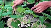 阳台种植迷你南瓜，掌握这几个种植小技巧，63天收获满满一箩筐！