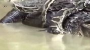 感动 狒狒群大战蟒蛇救同伴