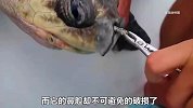 万物皆有灵性！海龟被吸管堵住鼻子呼吸困难，居然主动向人类求助