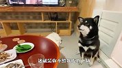 柴犬想吃肉，结果铲屎官偏不给，接下来忍住别笑