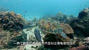 “地狱美食”藤壶，到底有多可怕？看鲸和海龟被折磨的样子就懂了