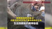 概率极低！内蒙古一牧民家母牛生四胞胎，“牛生双胞胎都很少见”