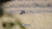 老虎伏击300斤野猪，双方僵持不下，一旁的队友居然冷眼旁观
