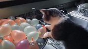 看着五颜六色的气球，猫咪一口咬上去，下一秒憋住别笑