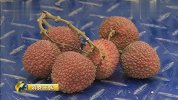 缤纷水果夏飘香——荔枝