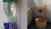 女生宿舍养多肉离校时做好万全准备 返校后眼前一幕太意外