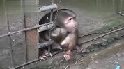 猴子成精 笼子里不忘“耍流氓”