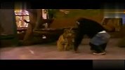 猩猩喂小虎喝奶 好亲昵
