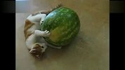 萌猫夏天要吃西瓜
